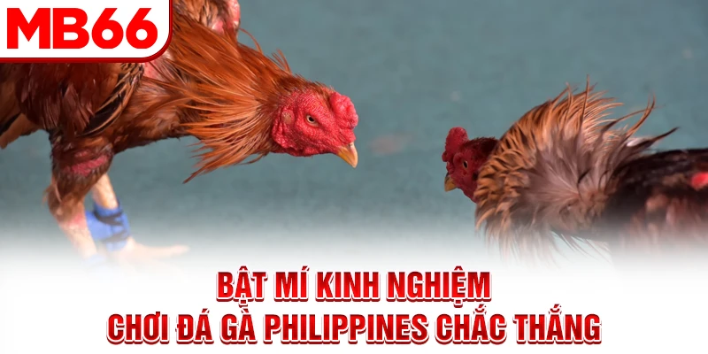 Bật mí kinh nghiệm chơi đá gà Philippines chắc thắng