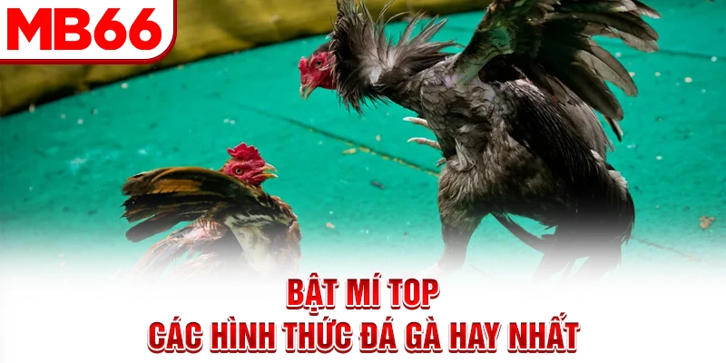 Bật mí top các hình thức đá gà hay nhất Bật mí top các hình thức đá gà hay nhất