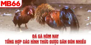 Đá Gà Hôm Nay - Tổng Hợp Các Hình Thức Được Săn Đón Nhiều