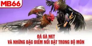 Đá Gà Net Và Những Đặc Điểm Nổi Bật Trong Bộ Môn