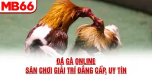 Đá Gà Online - Sân Chơi Giải Trí Đẳng Cấp, Uy Tín