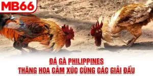 Đá Gà Philippines - Thăng Hoa Cảm Xúc Cùng Các Giải Đấu