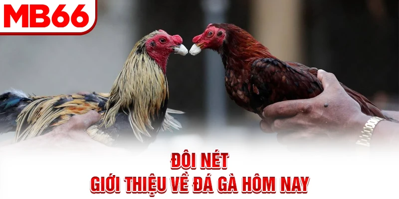 Đôi nét giới thiệu về đá gà hôm nay Đôi nét giới thiệu về đá gà hôm nay