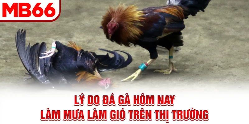 Lý do đá gà hôm nay làm mưa làm gió trên thị trường Lý do đá gà hôm nay làm mưa làm gió trên thị trường