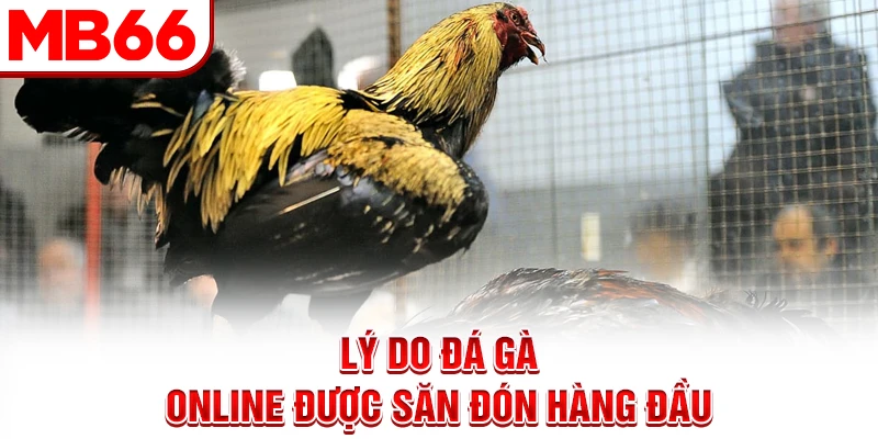 Lý do đá gà online được săn đón hàng đầu