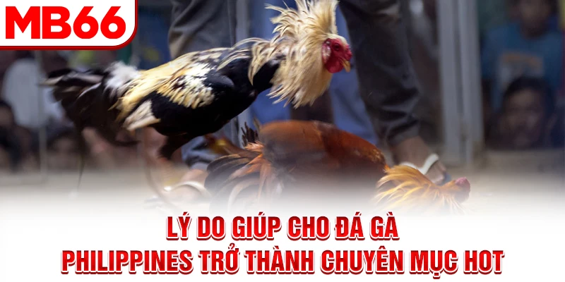 Lý do giúp cho đá gà Philippines trở thành chuyên mục hot