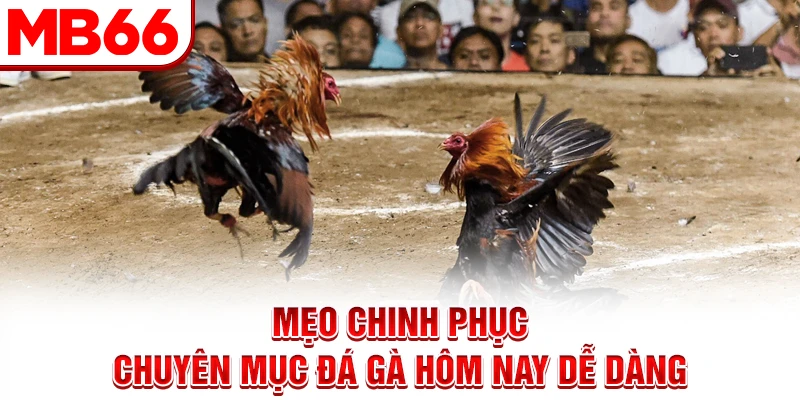 Mẹo chinh phục chuyên mục đá gà hôm nay dễ dàng Mẹo chinh phục chuyên mục đá gà hôm nay dễ dàng