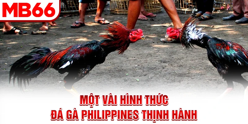 Một vài hình thức đá gà Philippines thịnh hành