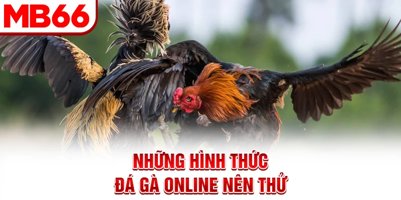 Những hình thức đá gà online nên thử