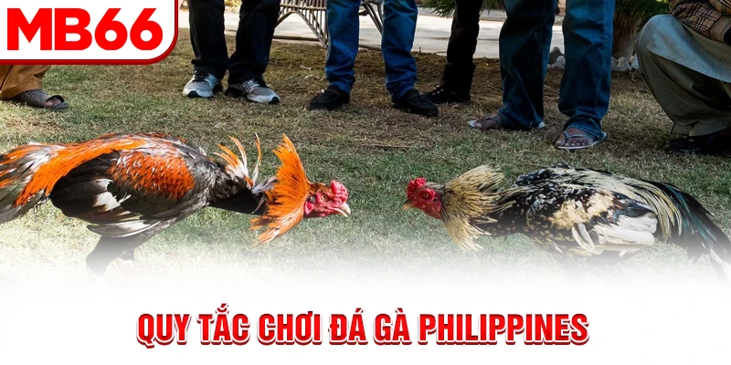 Quy tắc chơi đá gà Philippines