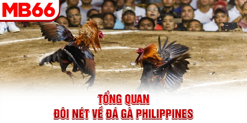 Tổng quan đôi nét về đá gà Philippines